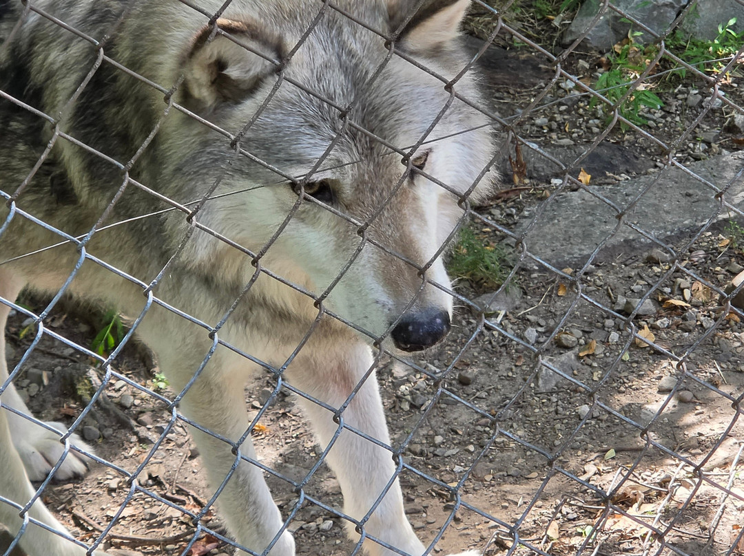 Lakota Wolf Preserve-Columbia必去景点