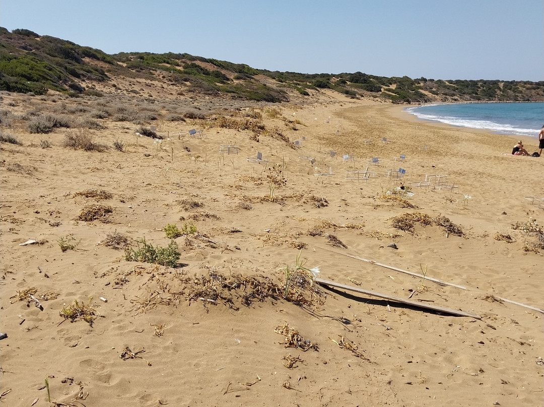 Lara Bay Turtle Conservation Station-帕福斯必去景点