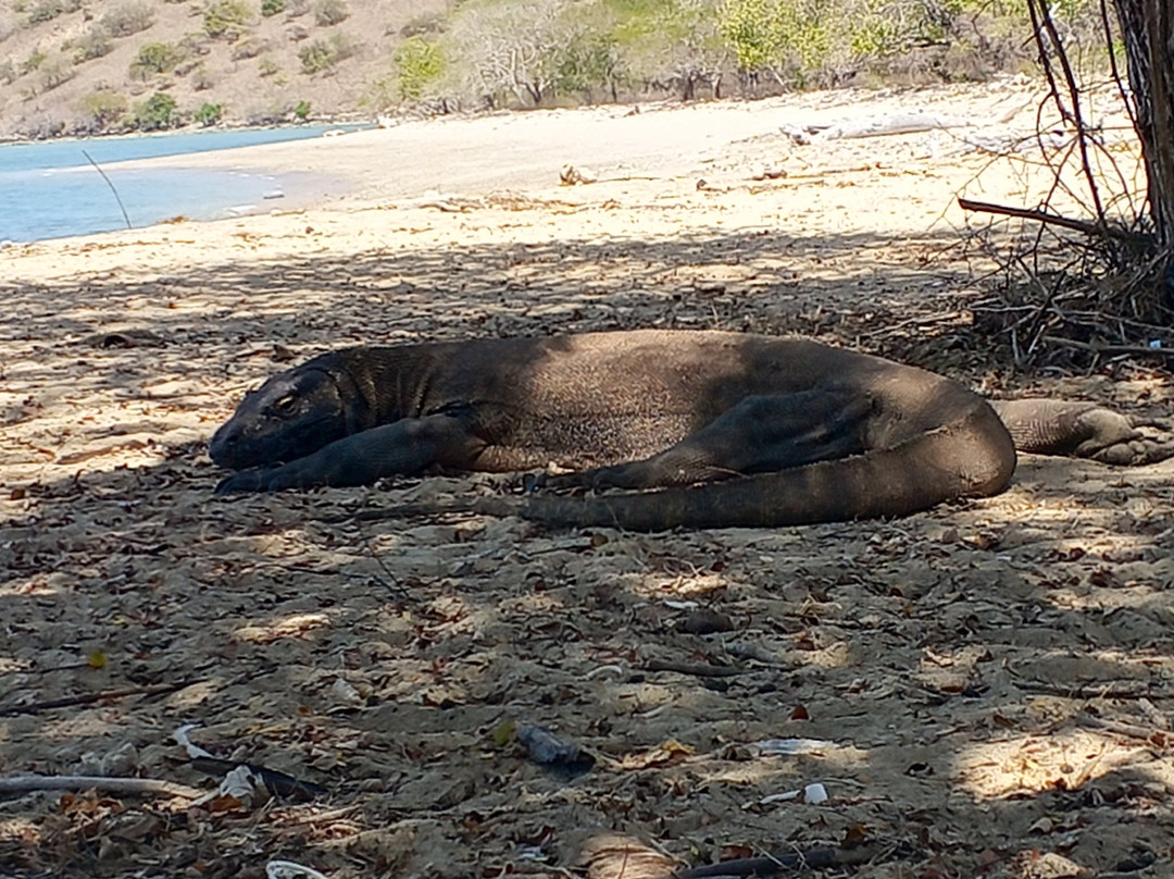 Komodo Island-科莫多国家公园必去景点