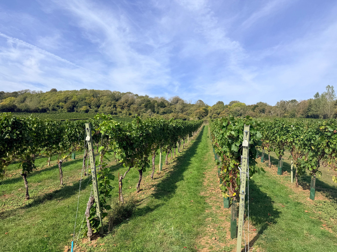 Adgestone Vineyard-Brading必去景点