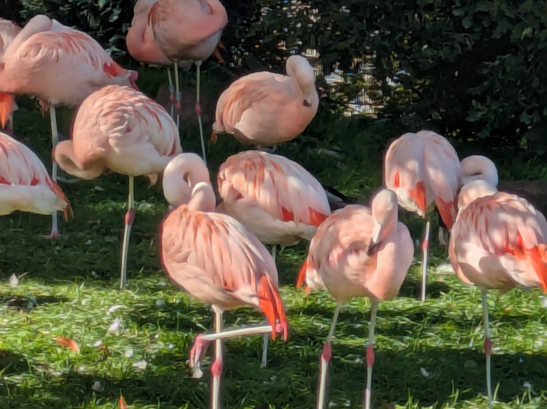 Welsh Mountain Zoo-科尔温湾必去景点