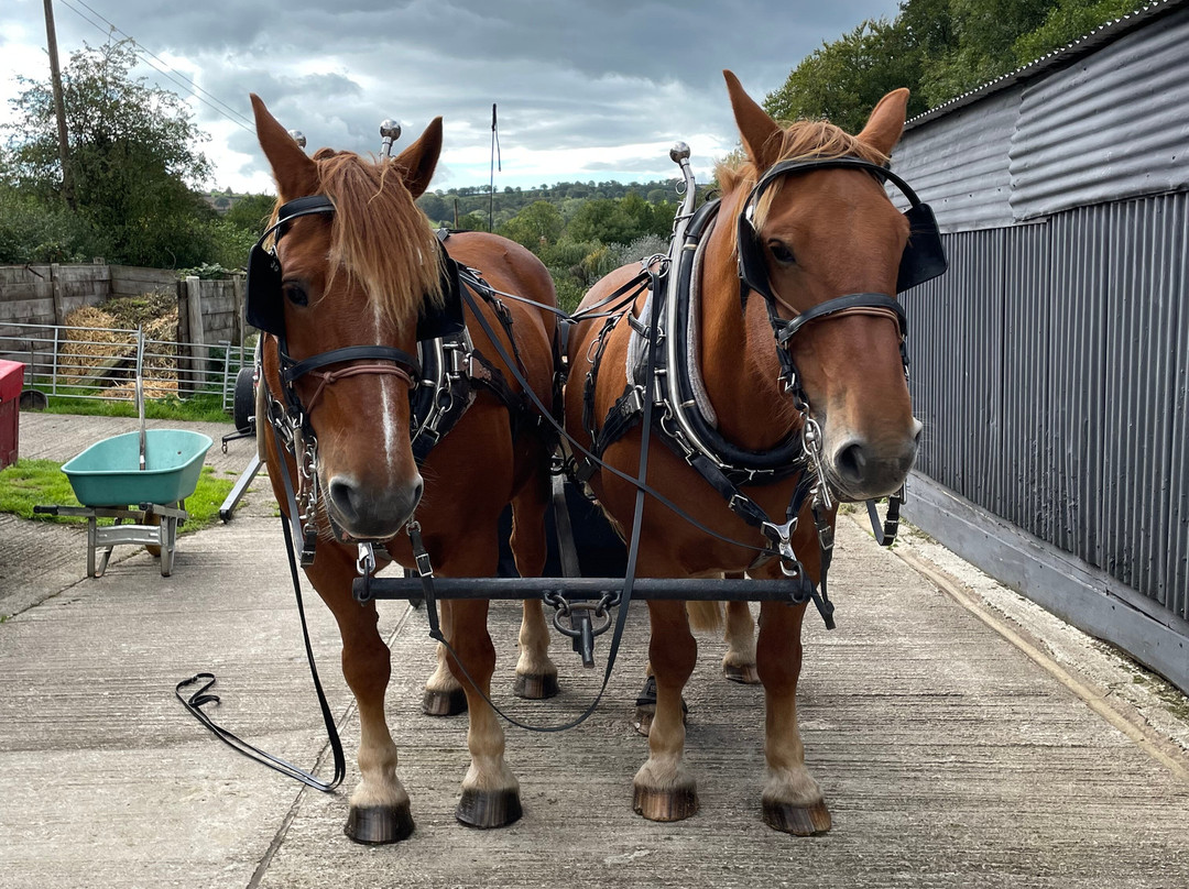 Middle Week Horse Drawn Farm-Ash Mill必去景点
