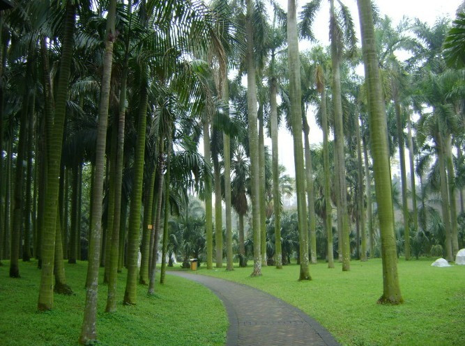 华南植物园景点图片
