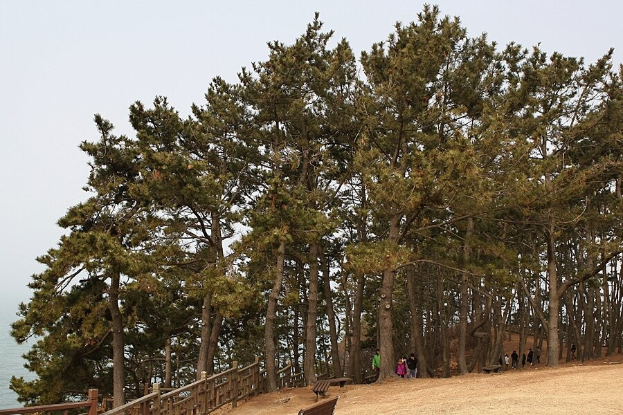 Seocheon Maryang-ri Camellia Forest