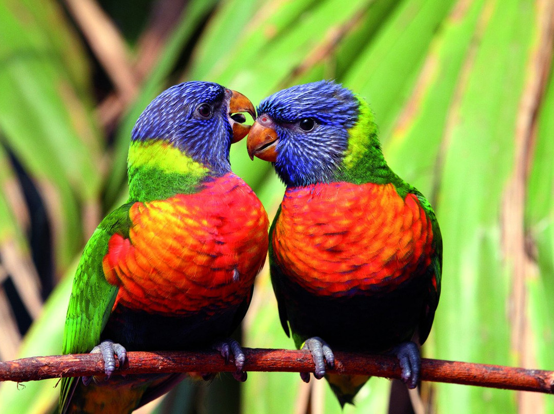Parc Des Oiseaux-Villars-les-Dombes必去景点