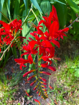 Camperdown Country Park-敦提必去景点