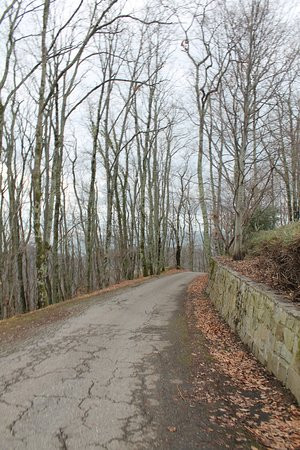 Dagomys Tea Plantation-索契必去景点