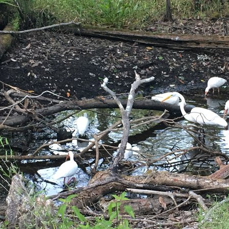 CREW - Bird Rookery Swamp Trails景点图片