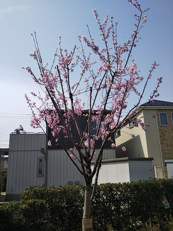 Sagamigaoka Nakayoshi Komichi Sakura Hyakka no Michi-座间市必去景点