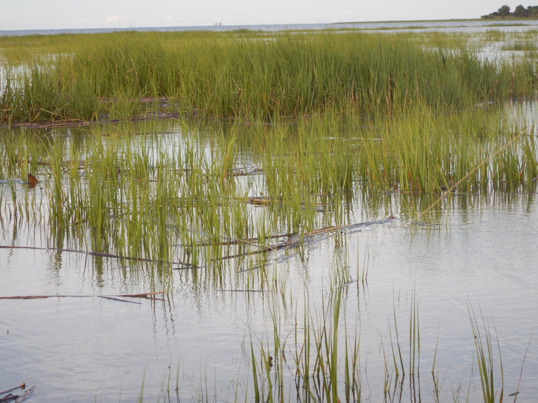 Savannah Fly Fishing Charters景点图片