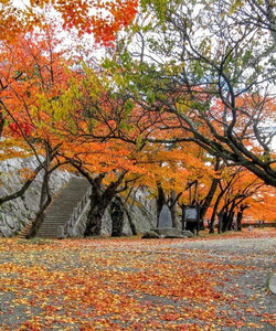 Morioka Castle Ruins景点门票图片
