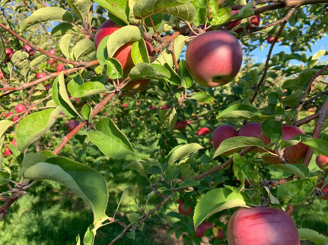 Jude-Pomme-Oka必去景点