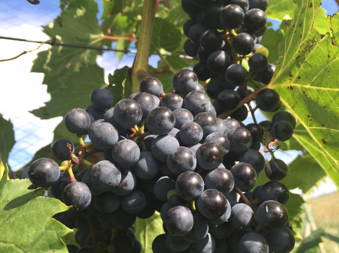 With the Wind Vineyard & Winery景点图片