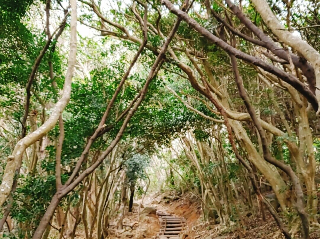 Totoro's Forest景点图片