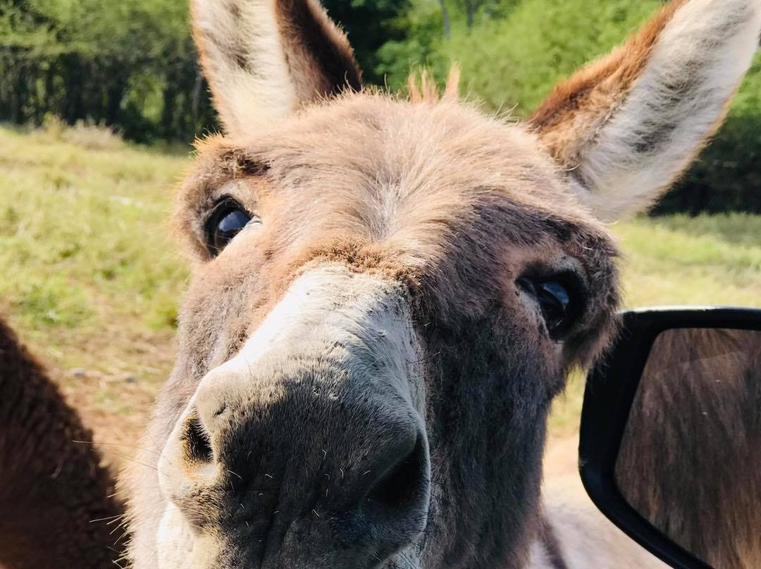 Paseos Monterrey-蒙特雷必去景点