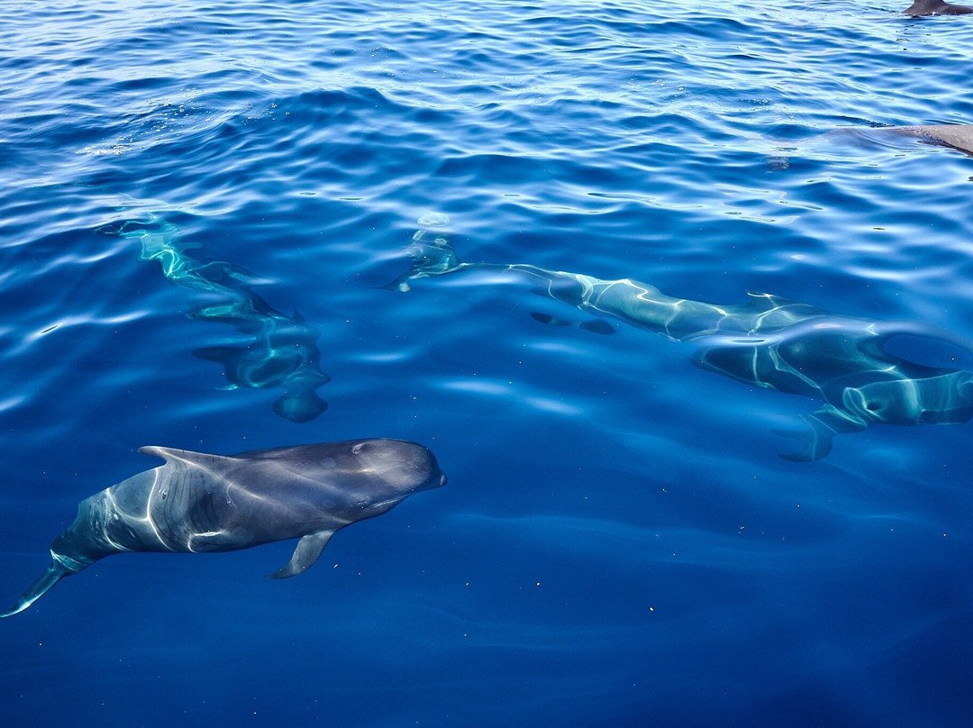 Atlantic Eco Experience | Whale Watching Tenerife-奥德杰海岸必去景点