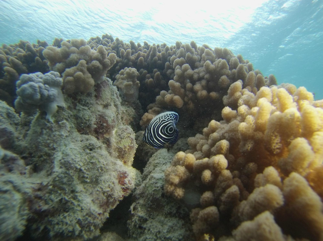 Indigo Divers