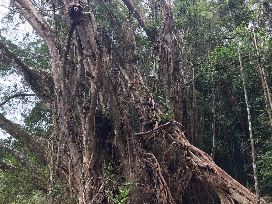 Lake Eacham Crater Lakes National Park-Lake Eacham必去景点