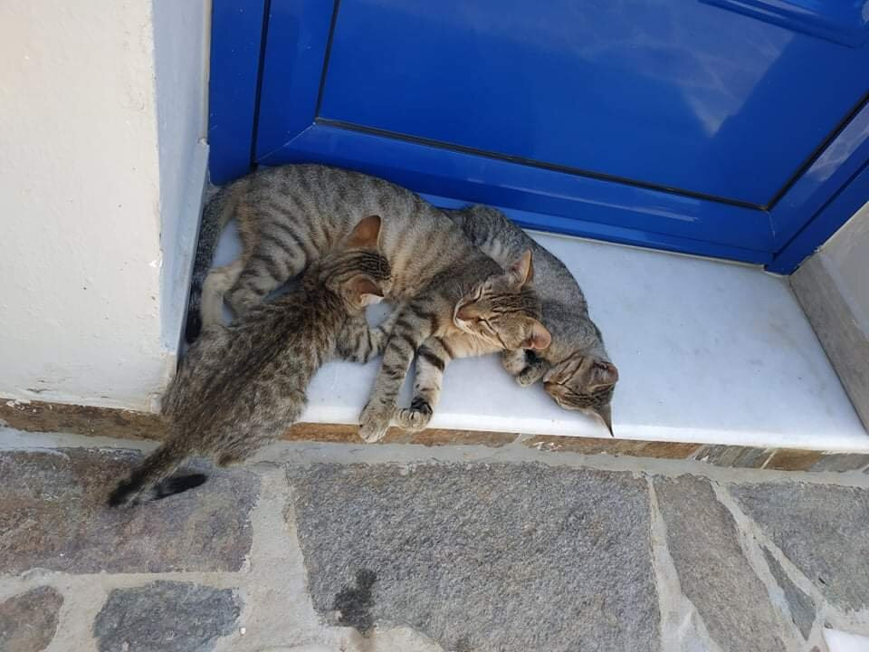 Blue SeaSide Studios主图