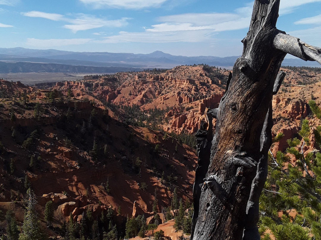 布莱斯峡谷松树酒店主图