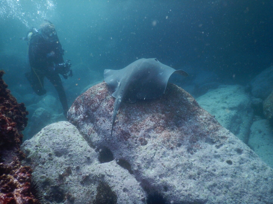 Dive Jervis Bay景点图片