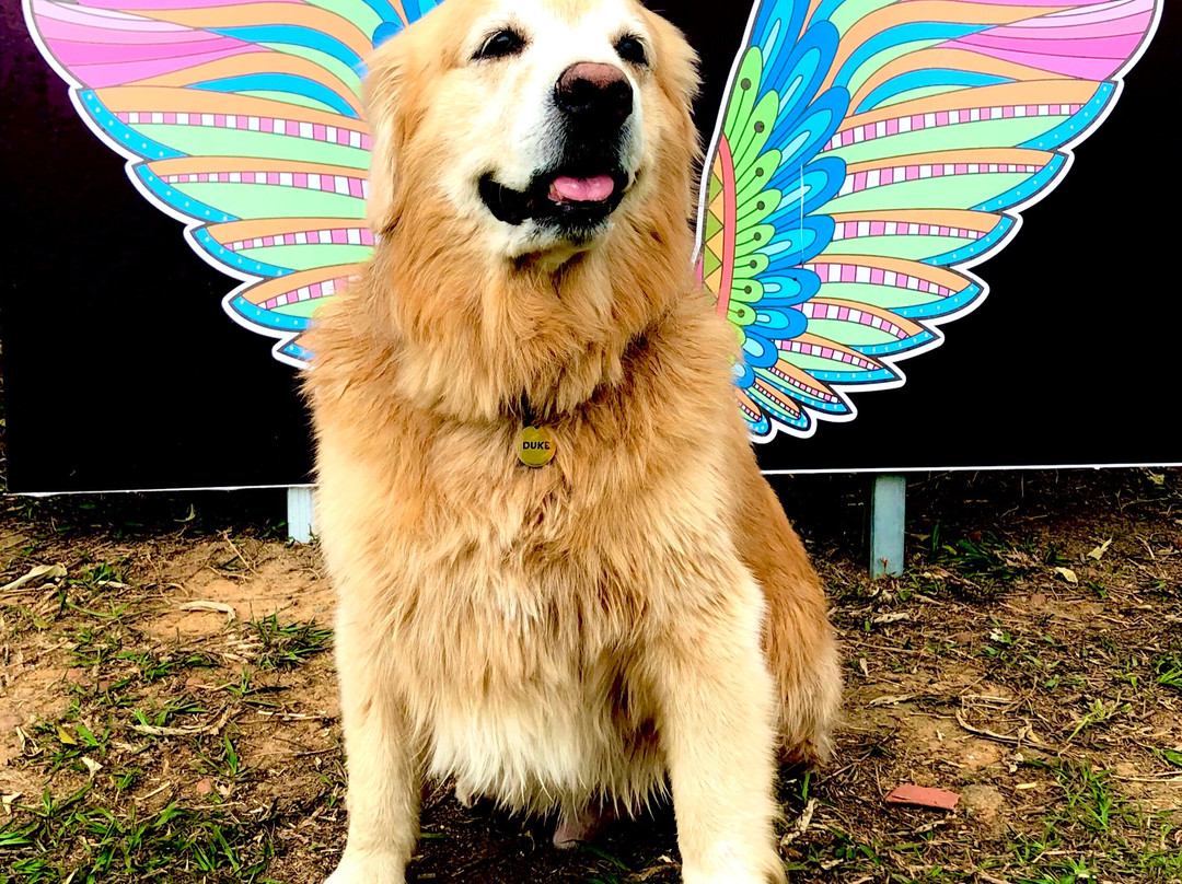 Pousada Le Ange主图