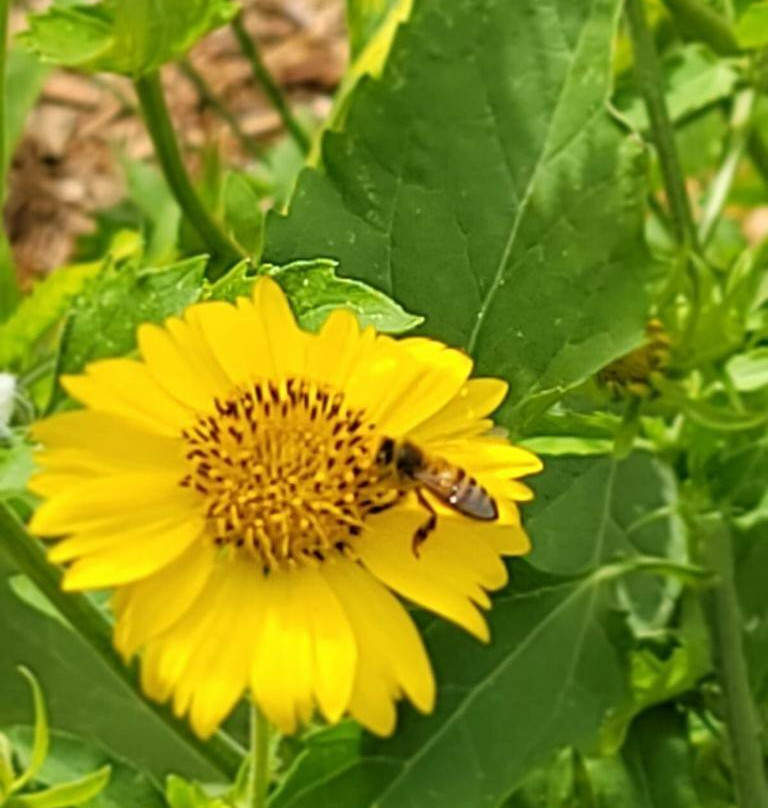 Heard Natural Science Museum & Wildlife Sanctuary-麦金尼必去景点