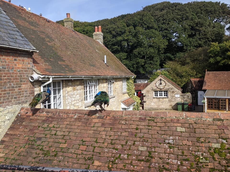 Calbourne旅游攻略图片