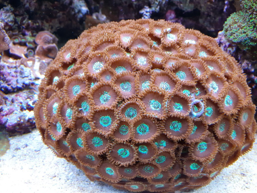 Aquarium de Lyon景点图片