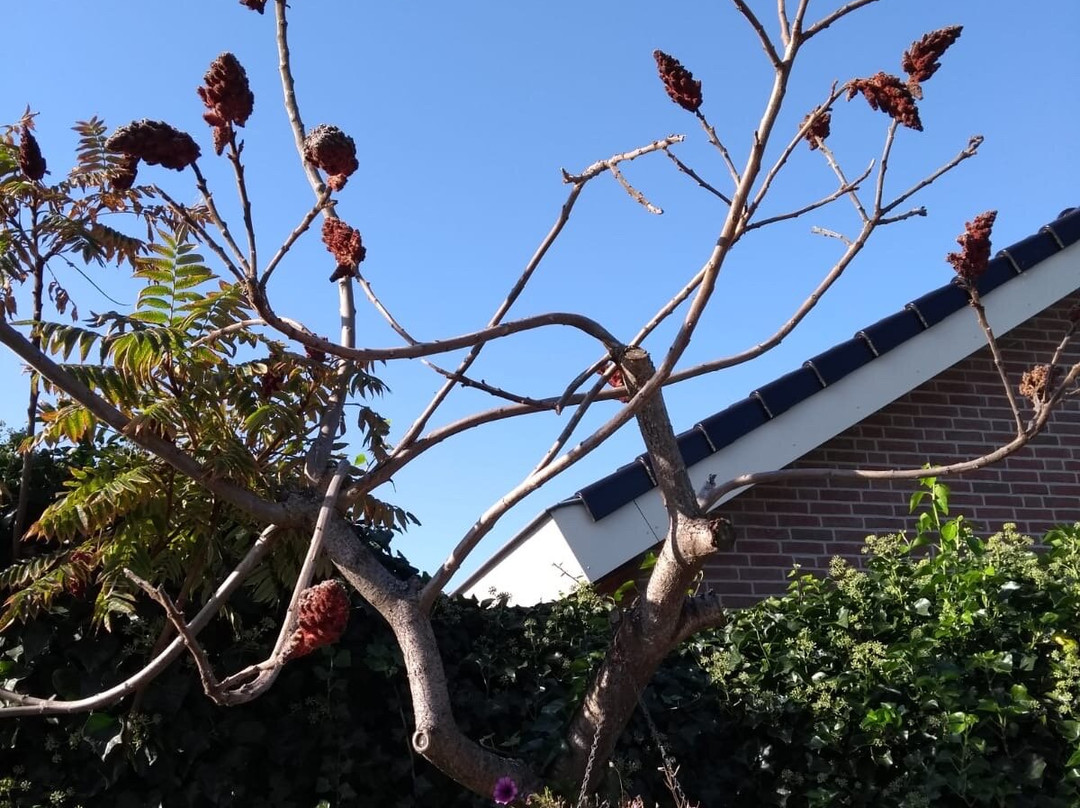 Oostvoornsch Gastenverblijf主图