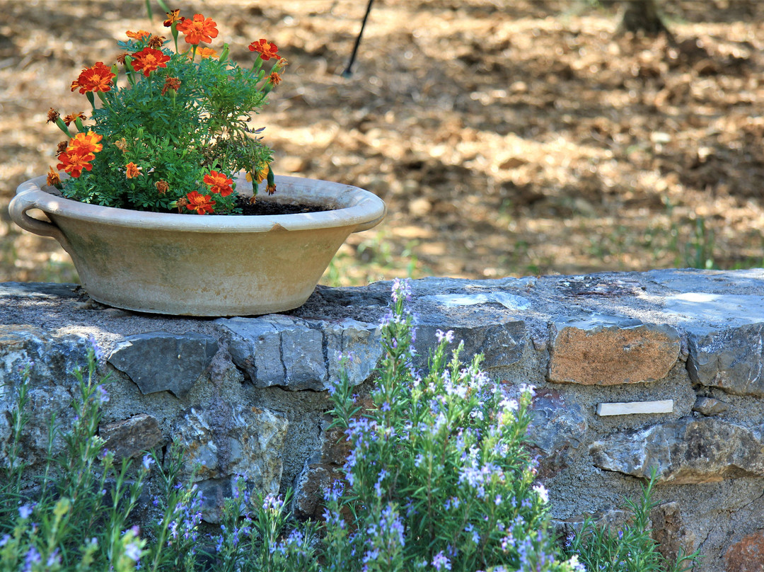 Liotrivi Organic Estate-Velies必去景点