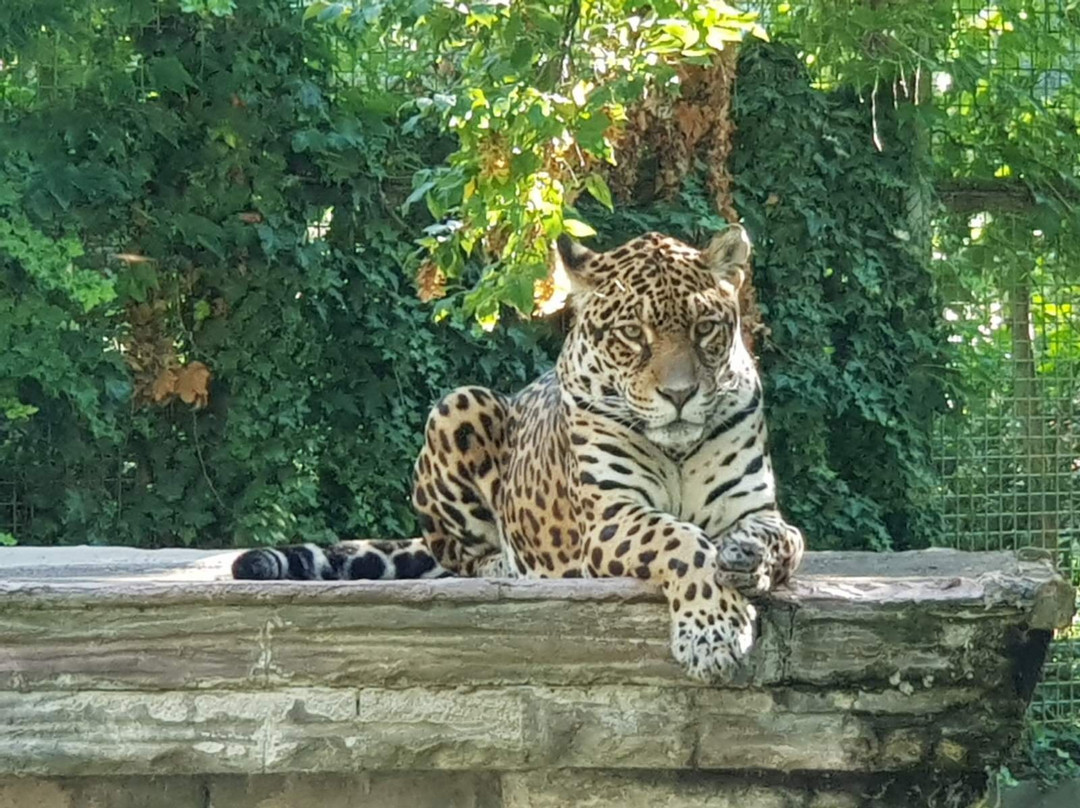 Zoo Gyor景点图片