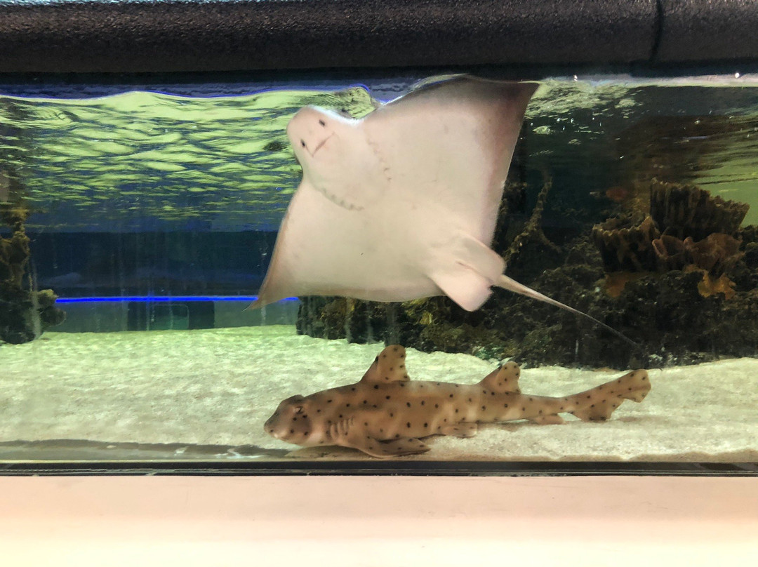 Seaport Aquarium景点图片