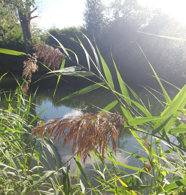 Brenzpark景点图片
