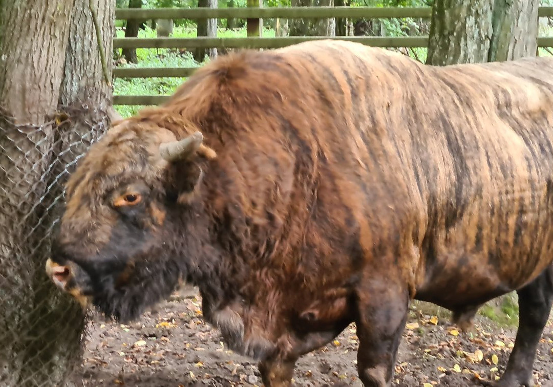 European Bison Reservation-Bialowieza必去景点