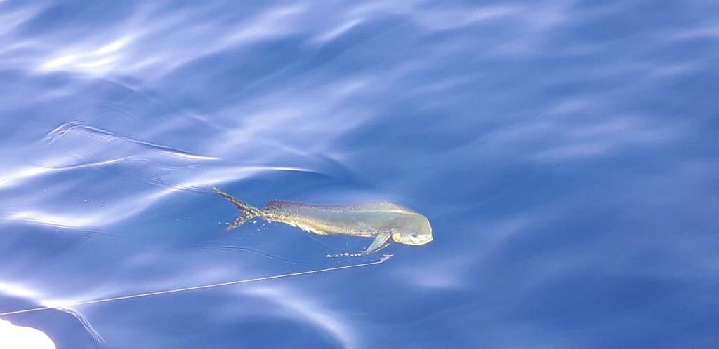 Baja's Awesome Sportfishing景点图片