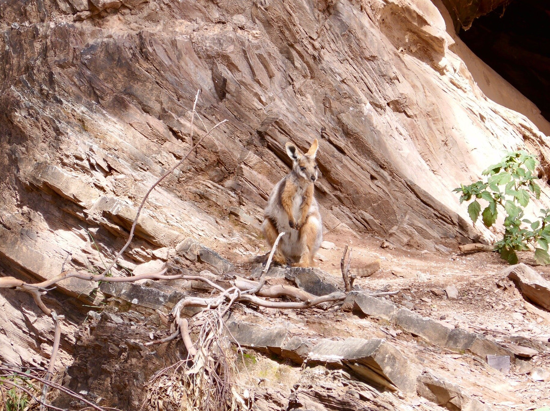 Flinders Ranges National Park景点图片