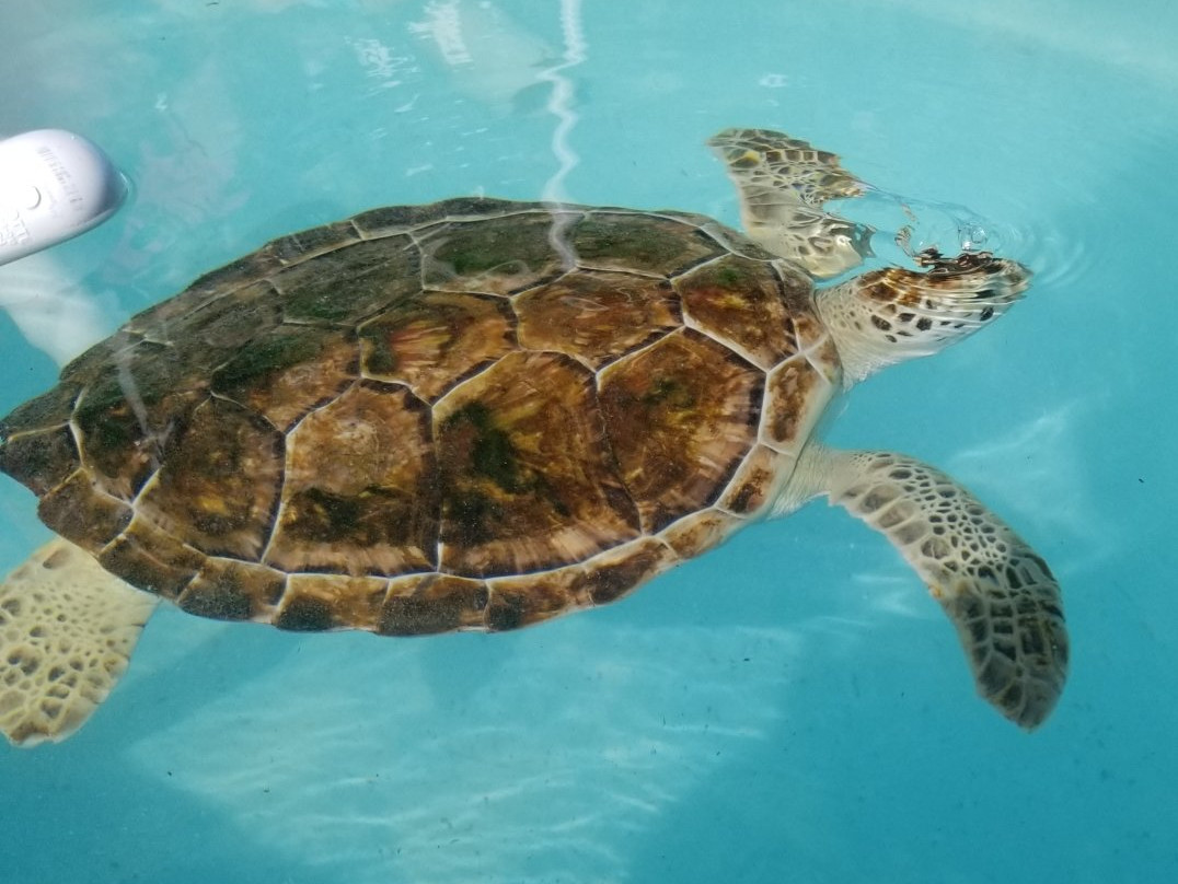 The Turtle Hospital-马拉松必去景点