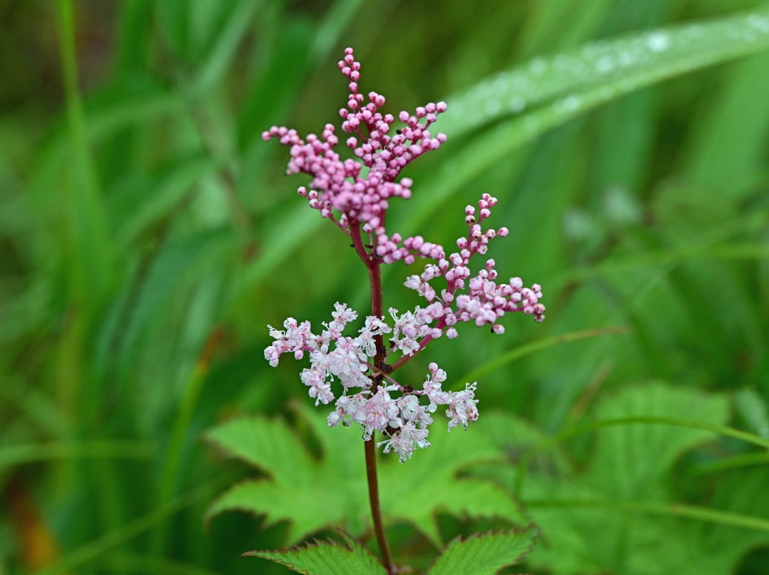 Northern Natural Flower Garden-根室市必去景点