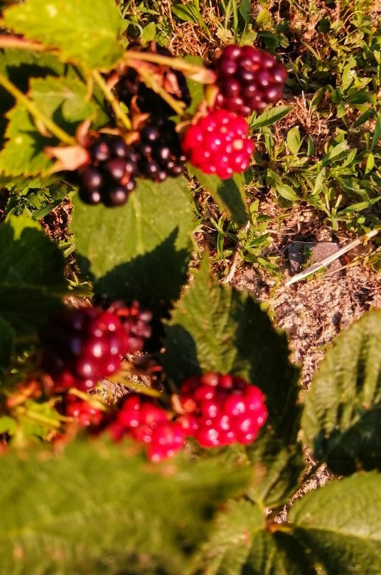 Agriturismo Flarà主图