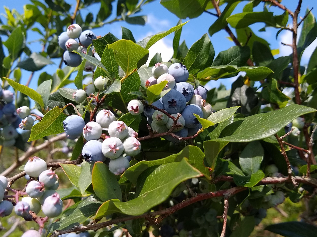 Ingalls Blueberry Hill-Milford必去景点