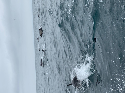 Offshore Blue Adventures Whale & Dolphin Tours-圣地亚哥必去景点