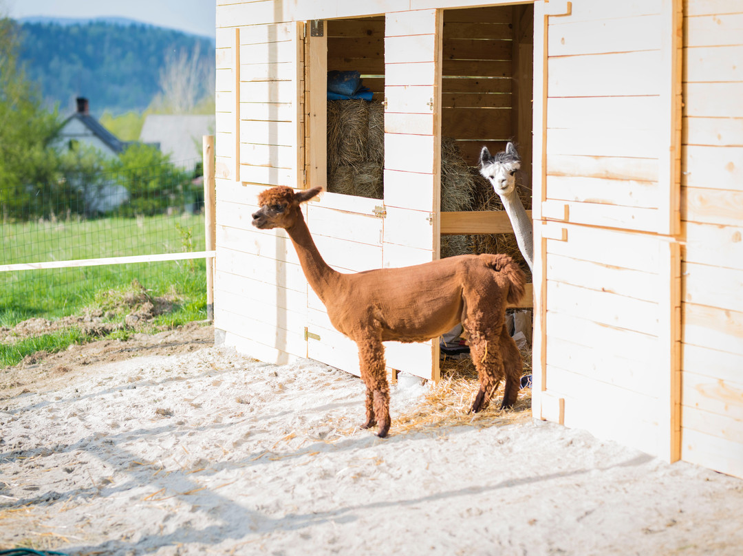 Happy Alpaca-Lachowice必去景点