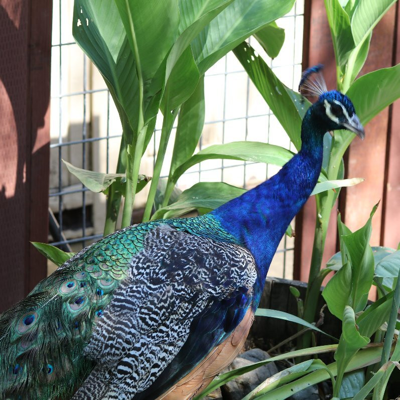 Folsom City Zoo Sanctuary-佛森必去景点