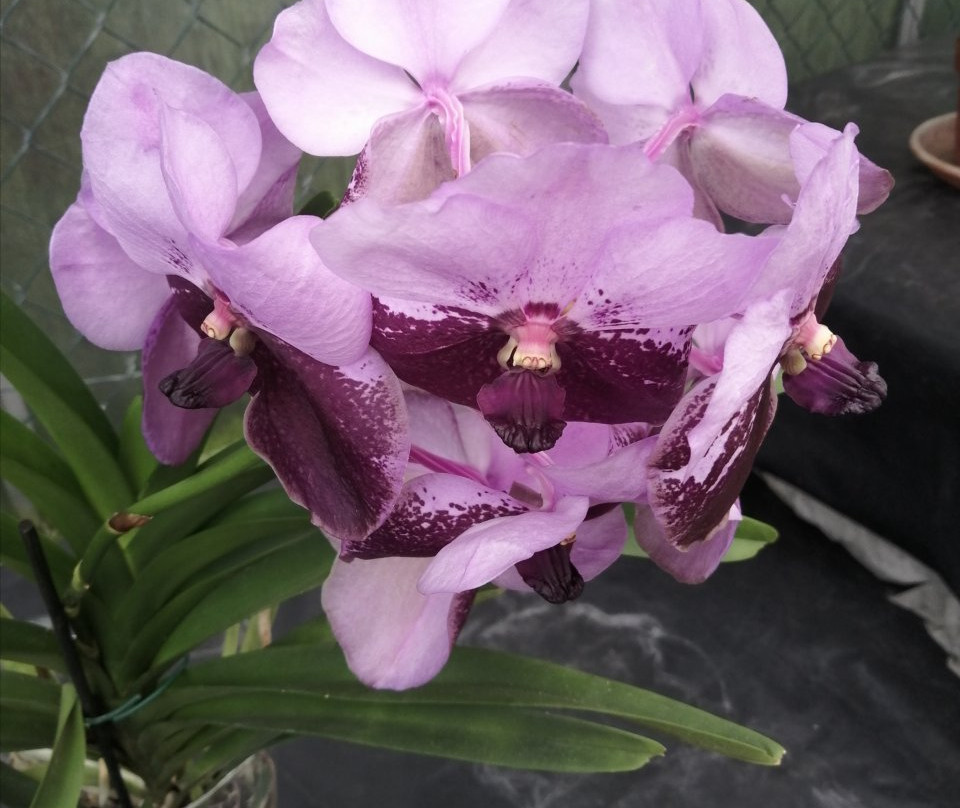 Currlin Orchideen, die Erlebnisgärtnerei景点图片