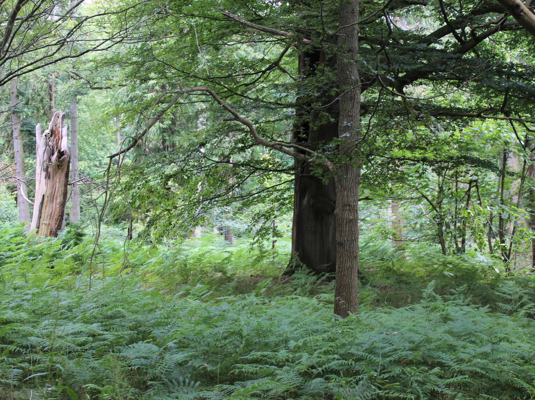 The University of Oxford Harcourt Arboretum景点图片