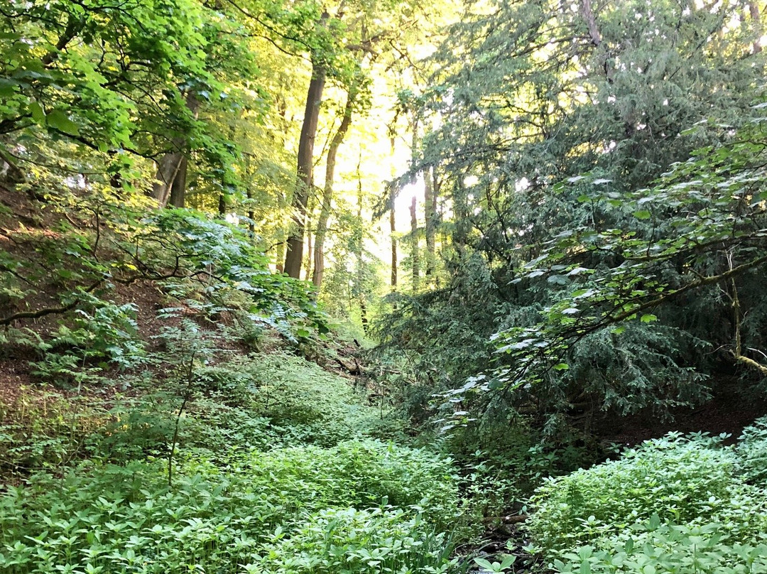 Sunnyhurst Wood-Darwen必去景点