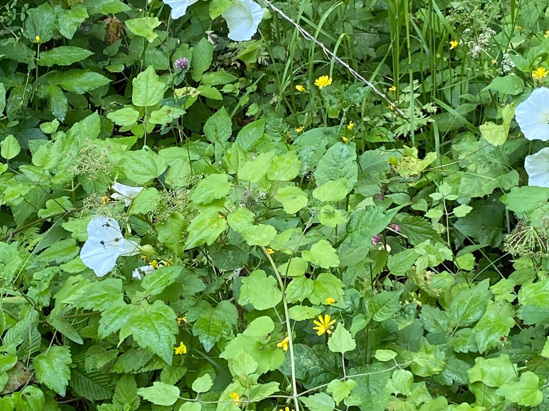 The Black Stork Hotel主图