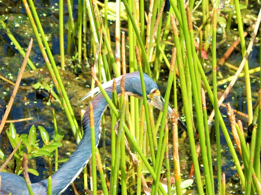 The Celery Fields-萨拉索塔必去景点