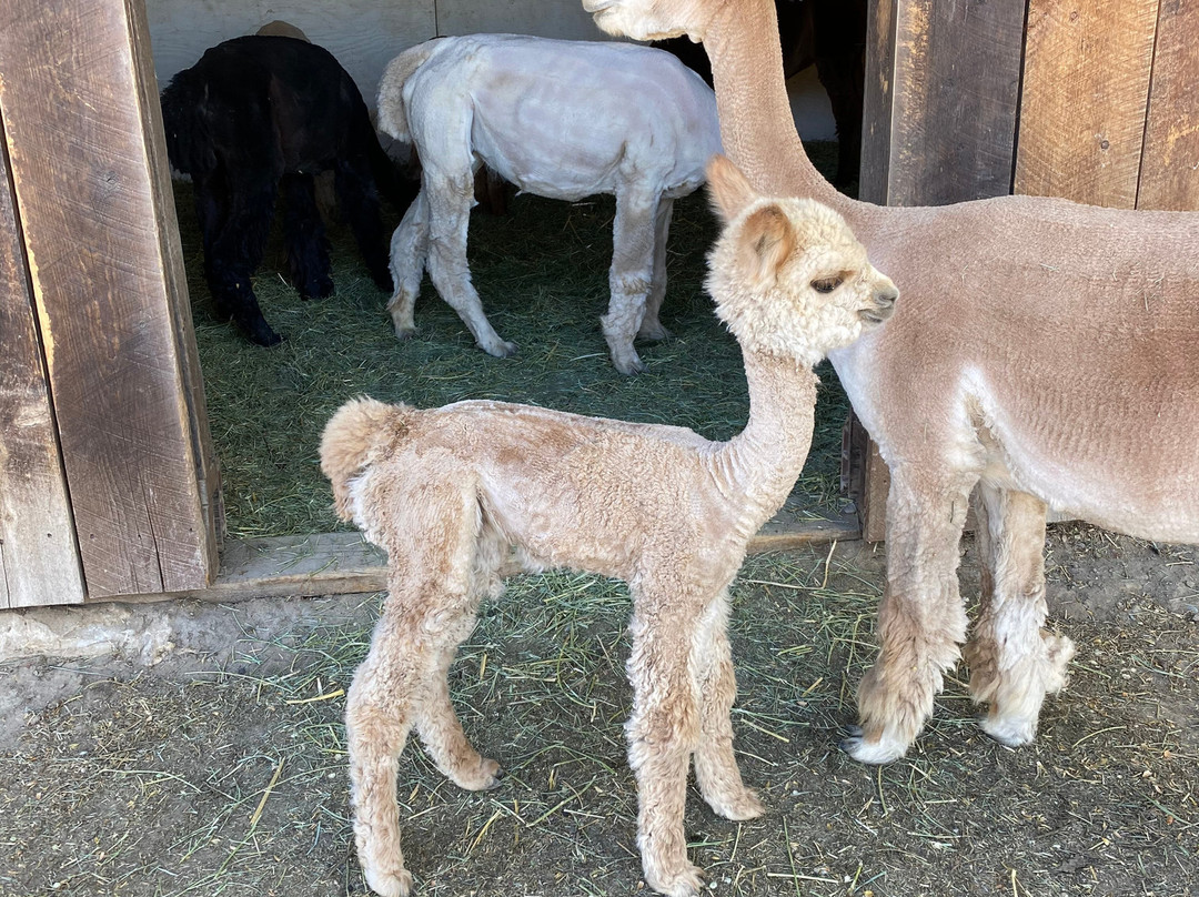 Sopris Alpaca Farm & Boutique-Silt必去景点